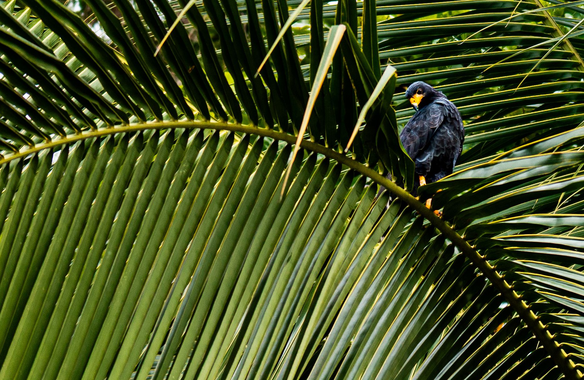 Costa Rica — 3