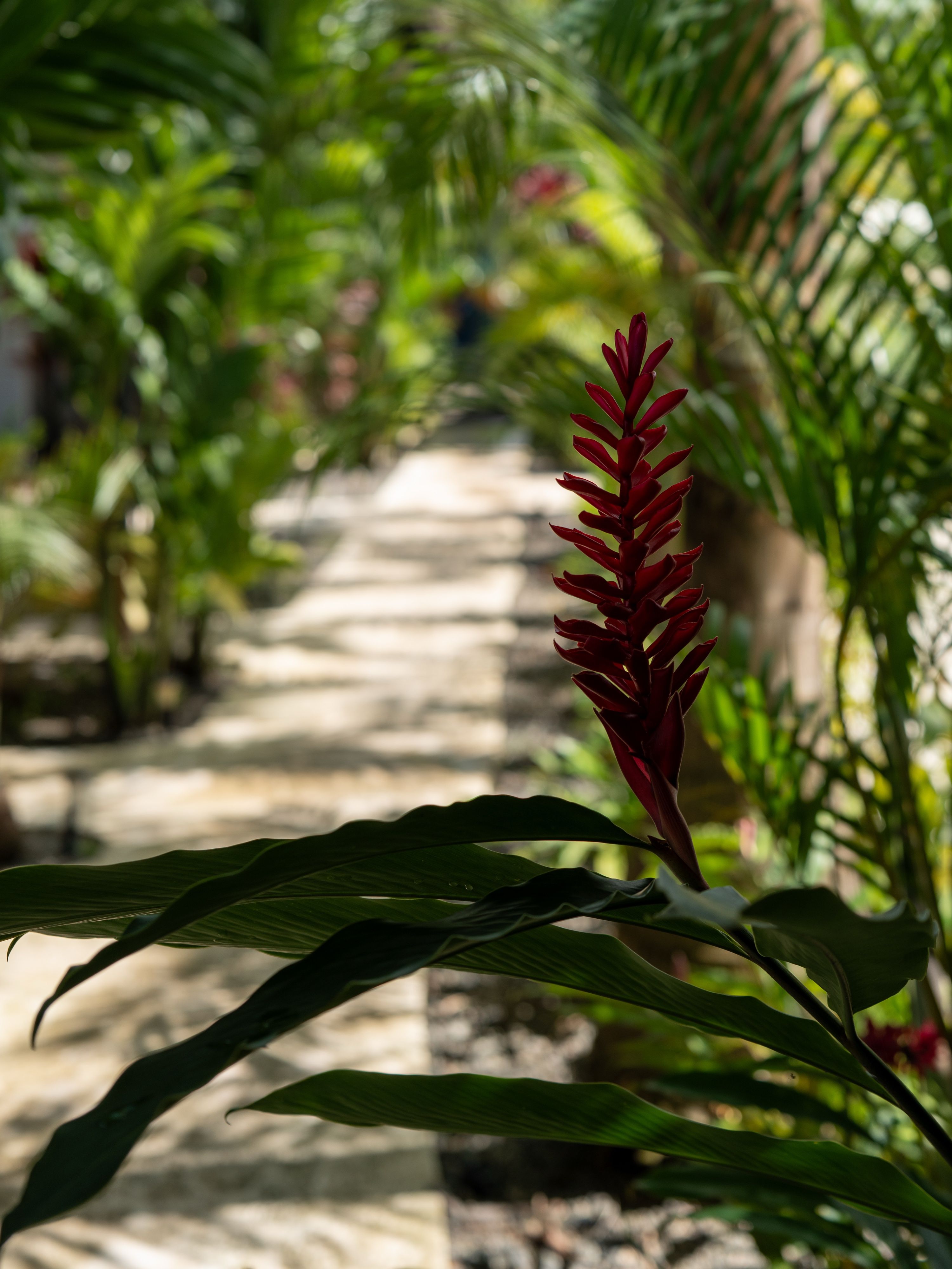 Costa Rica — 8