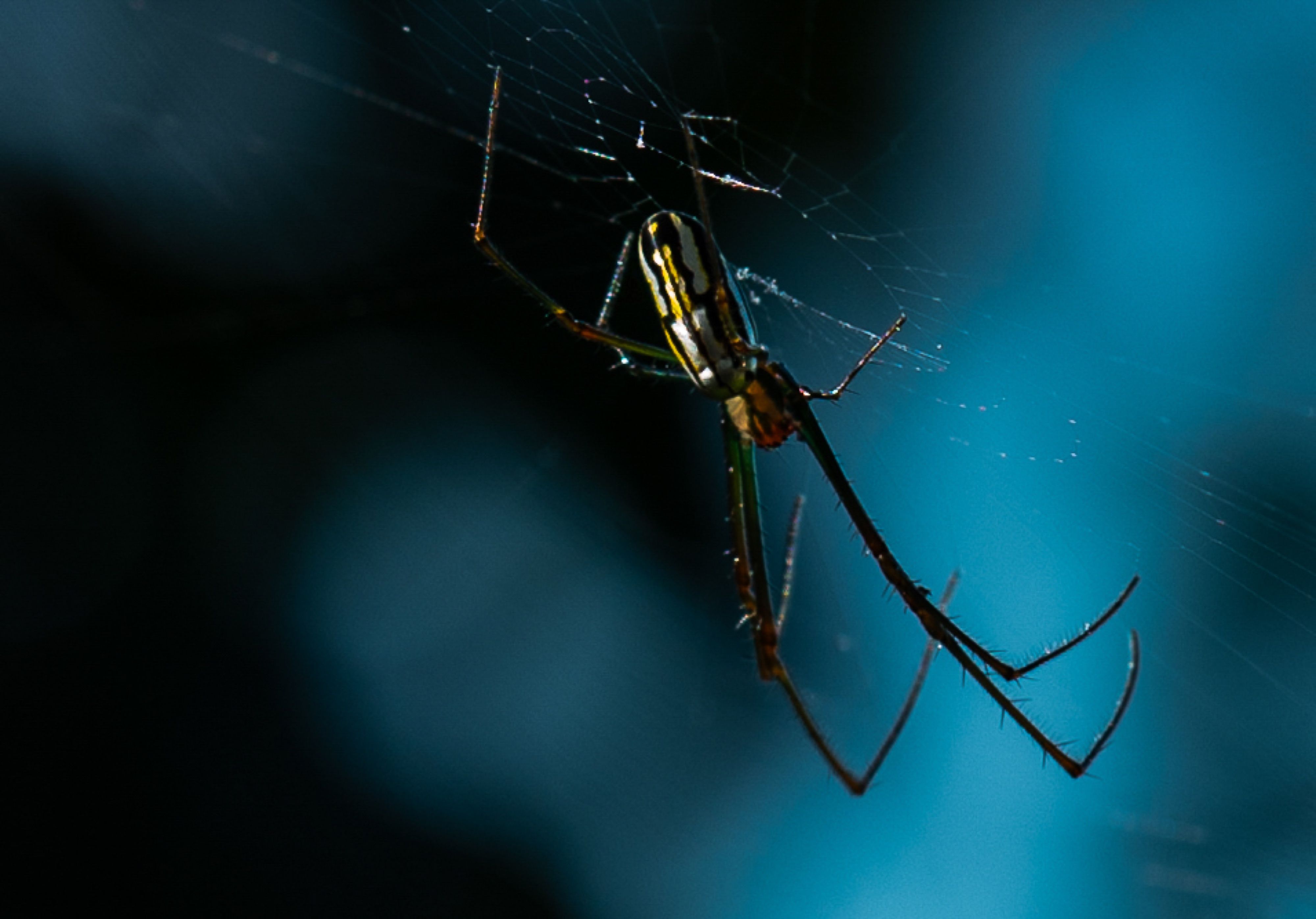 Costa Rica — 16