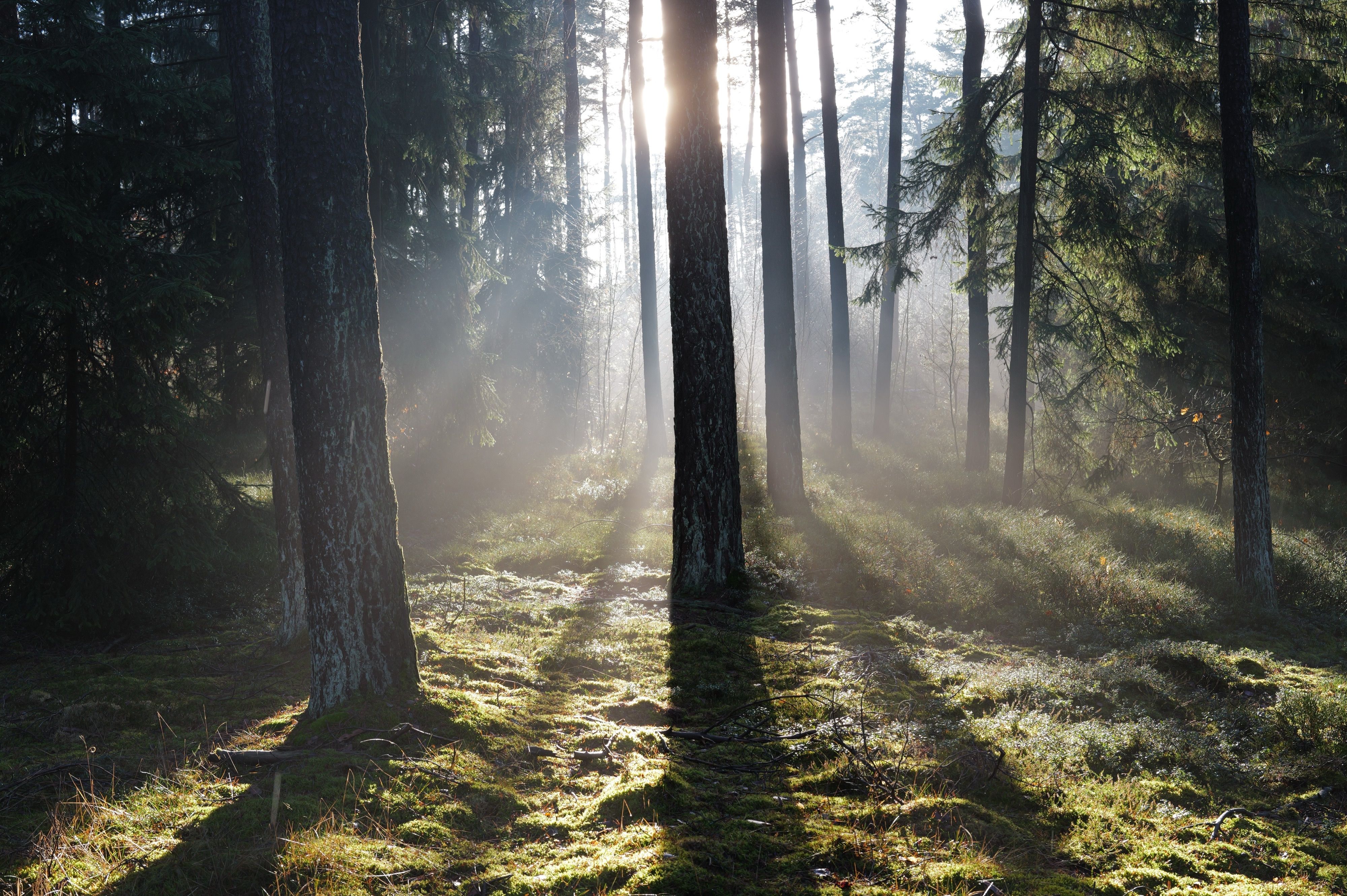 Nature