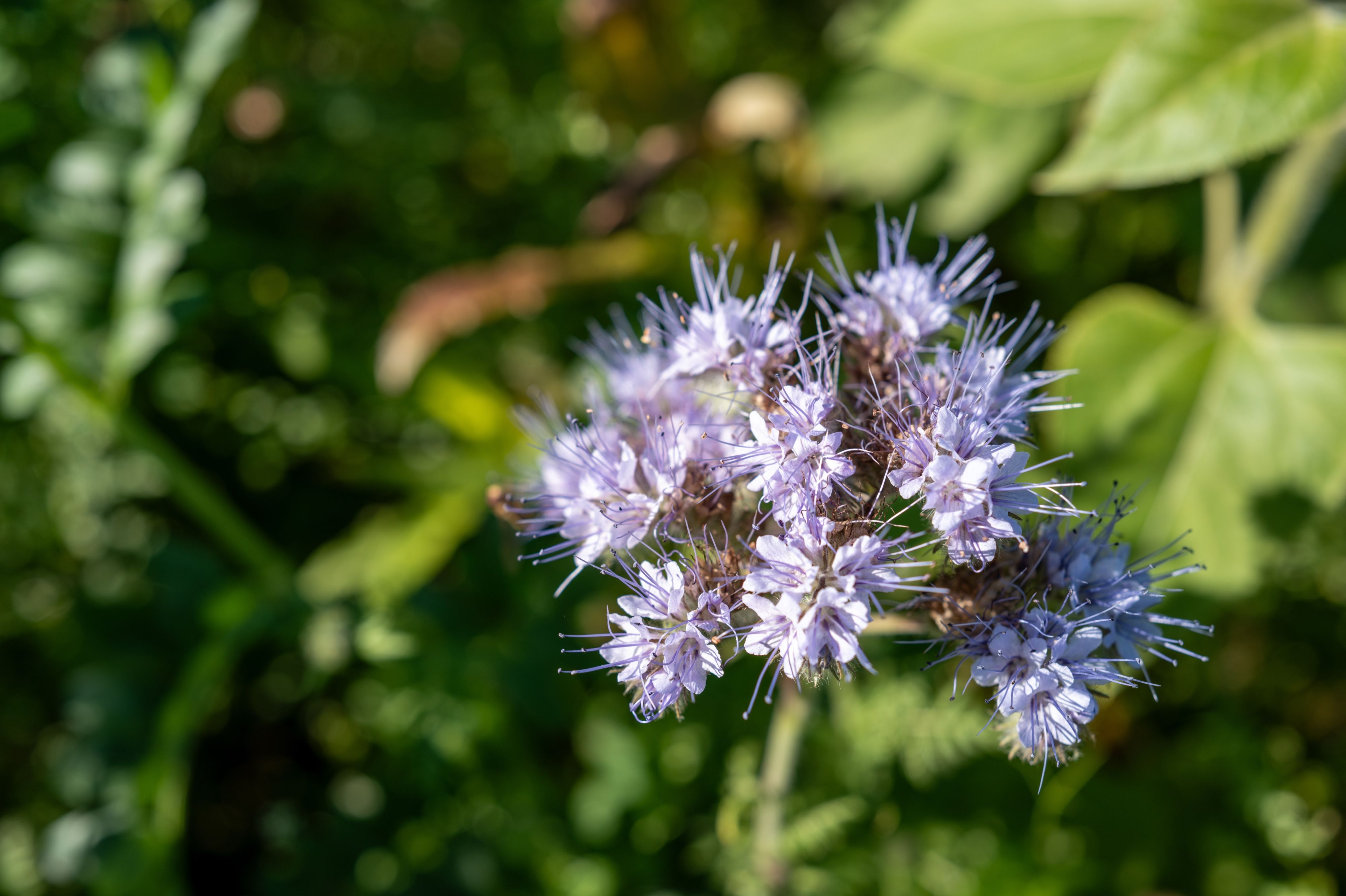 Nature — 2