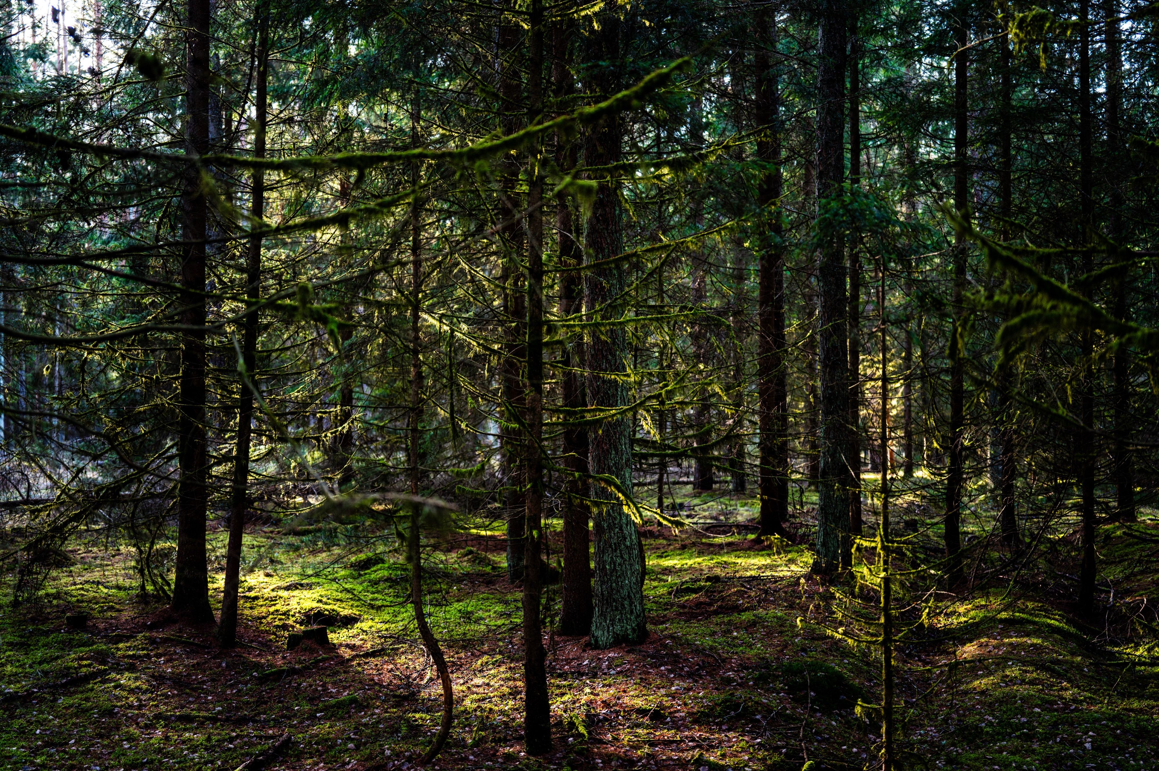 Nature — 6