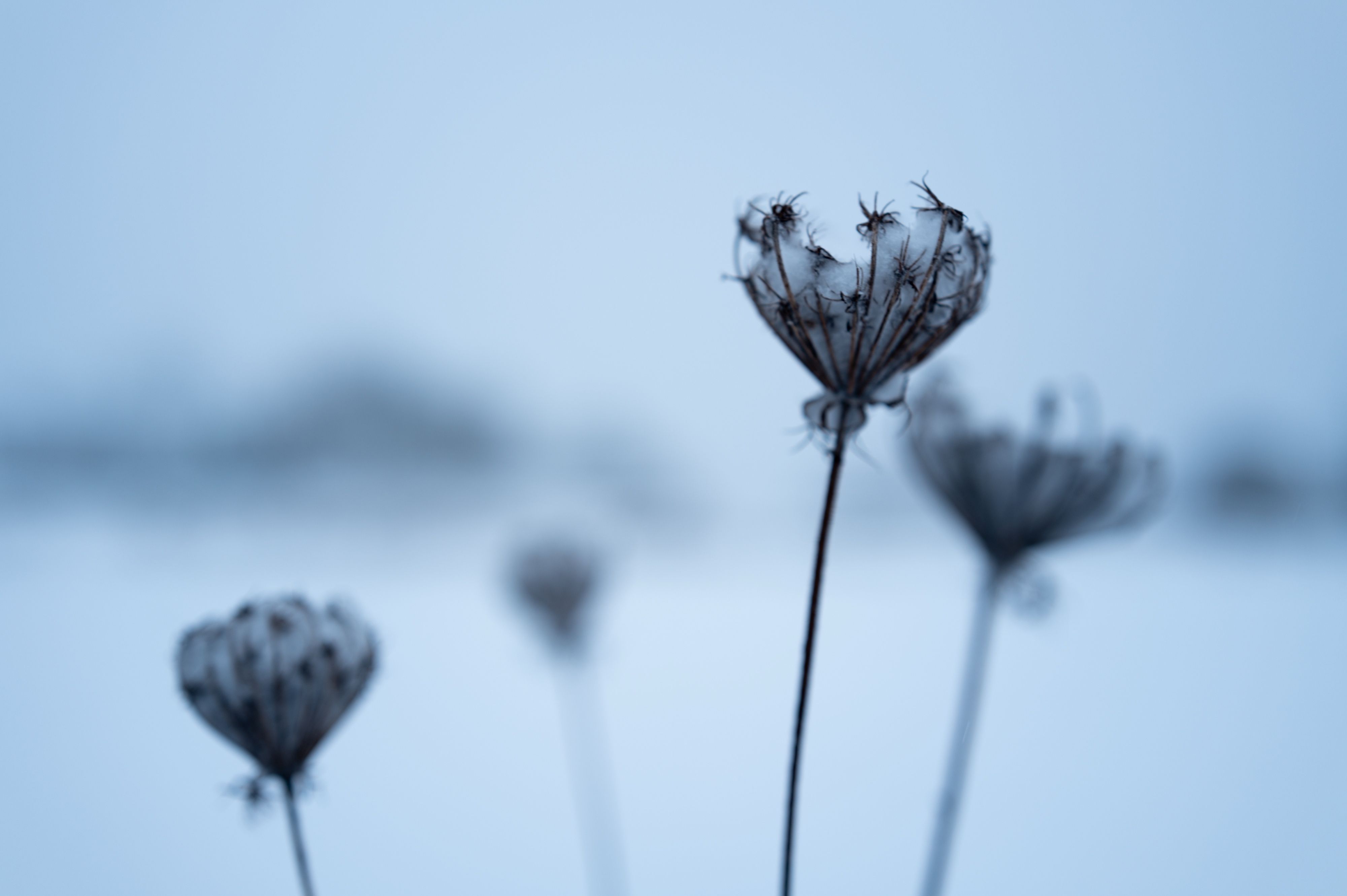 Nature — 8