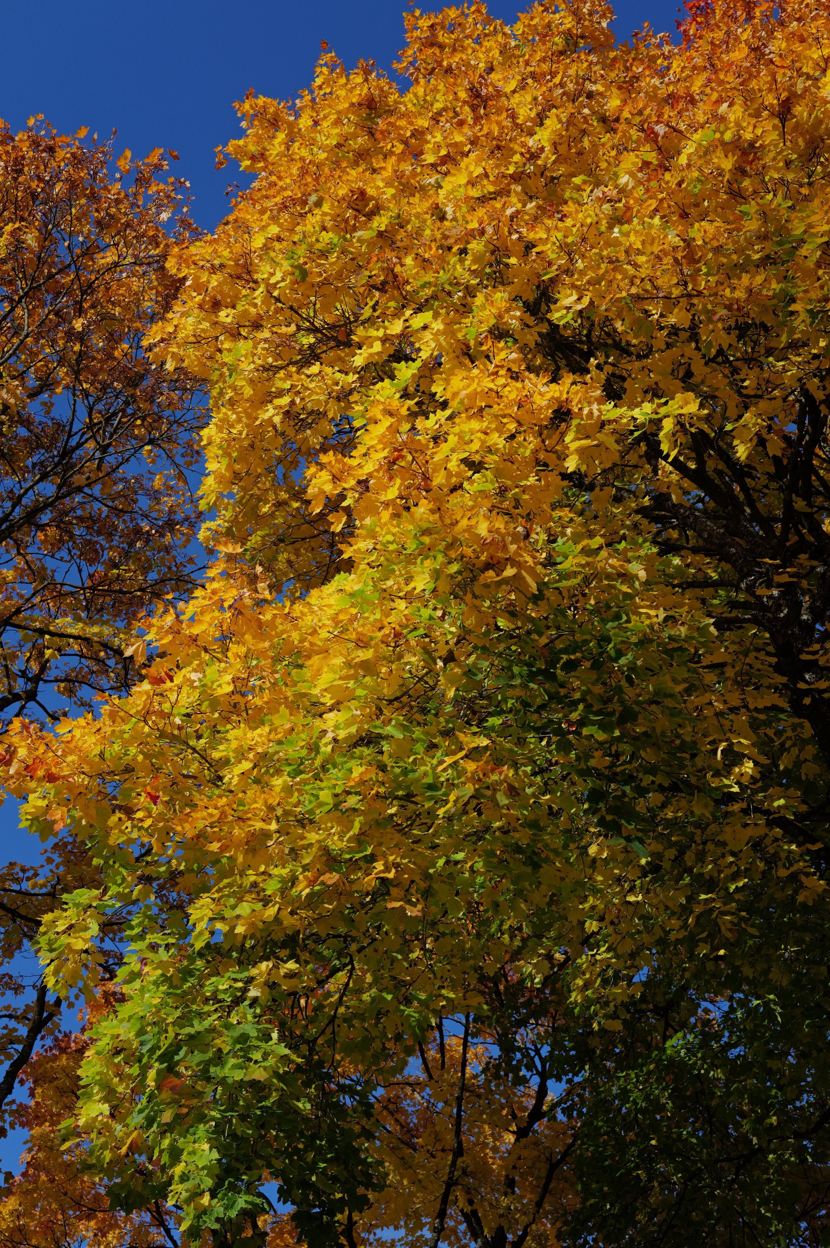 Nature — 9