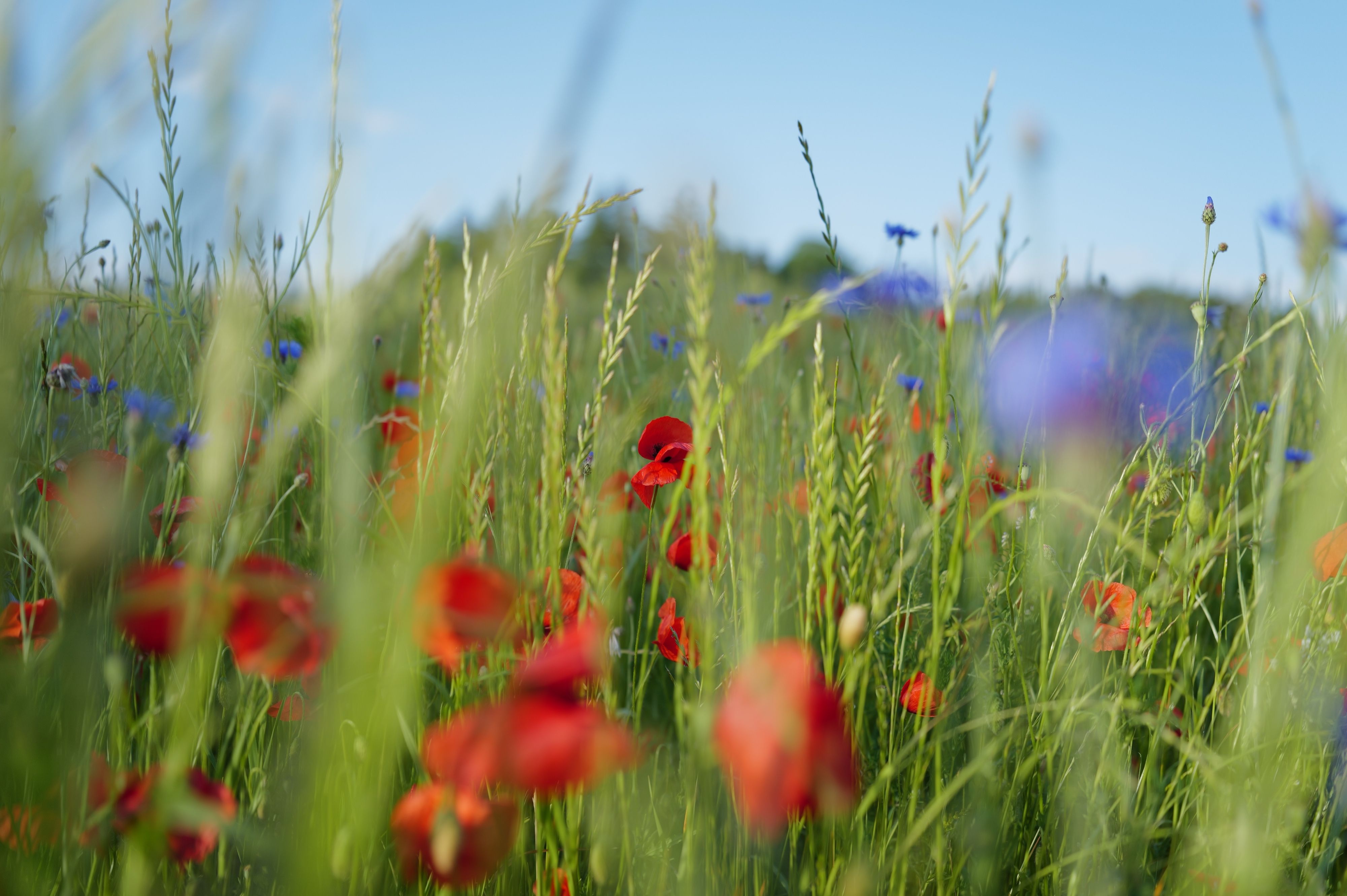 Nature — 10