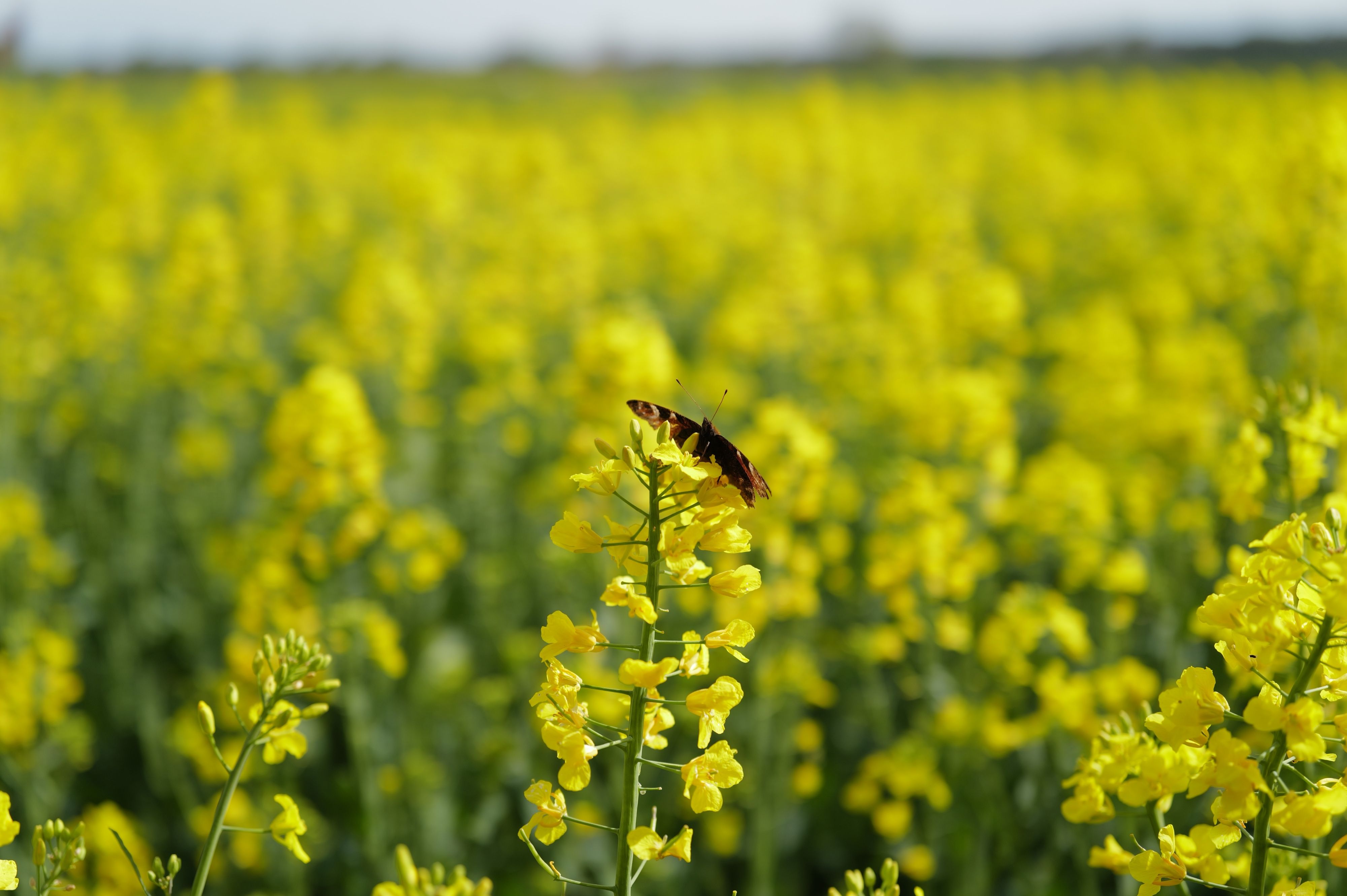 Nature — 13