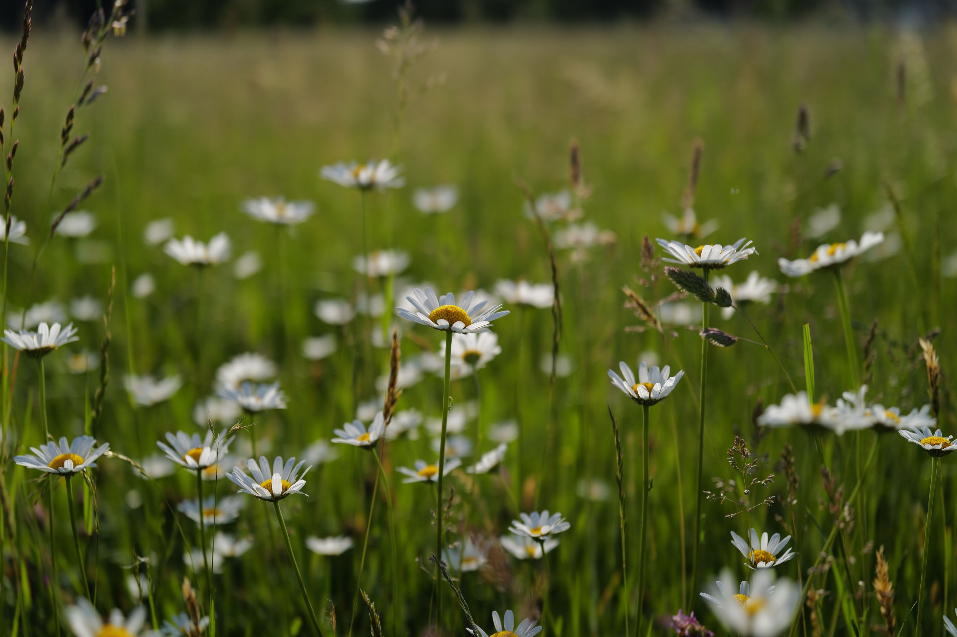Nature — 14