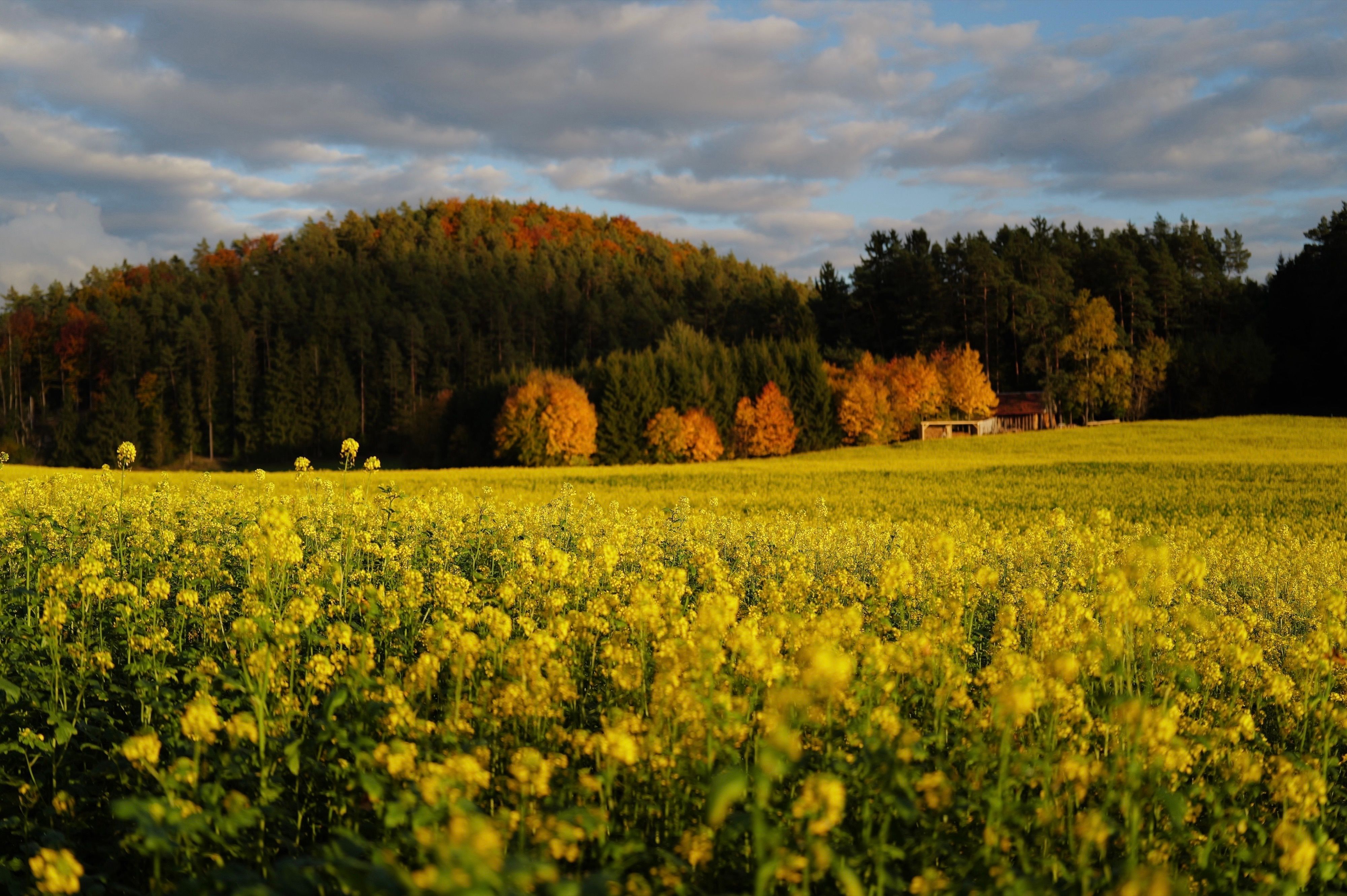 Nature — 15