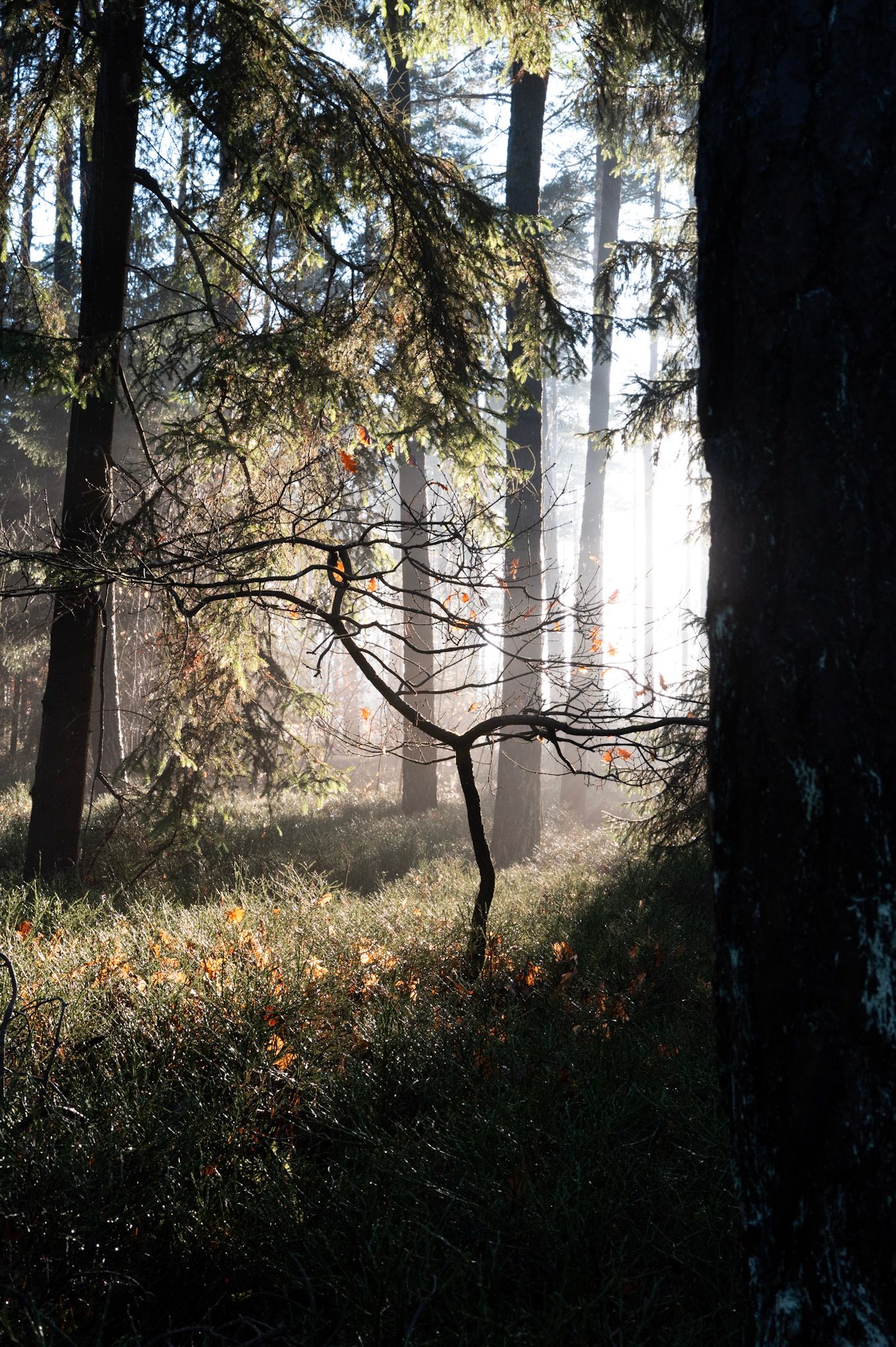 Nature — 16