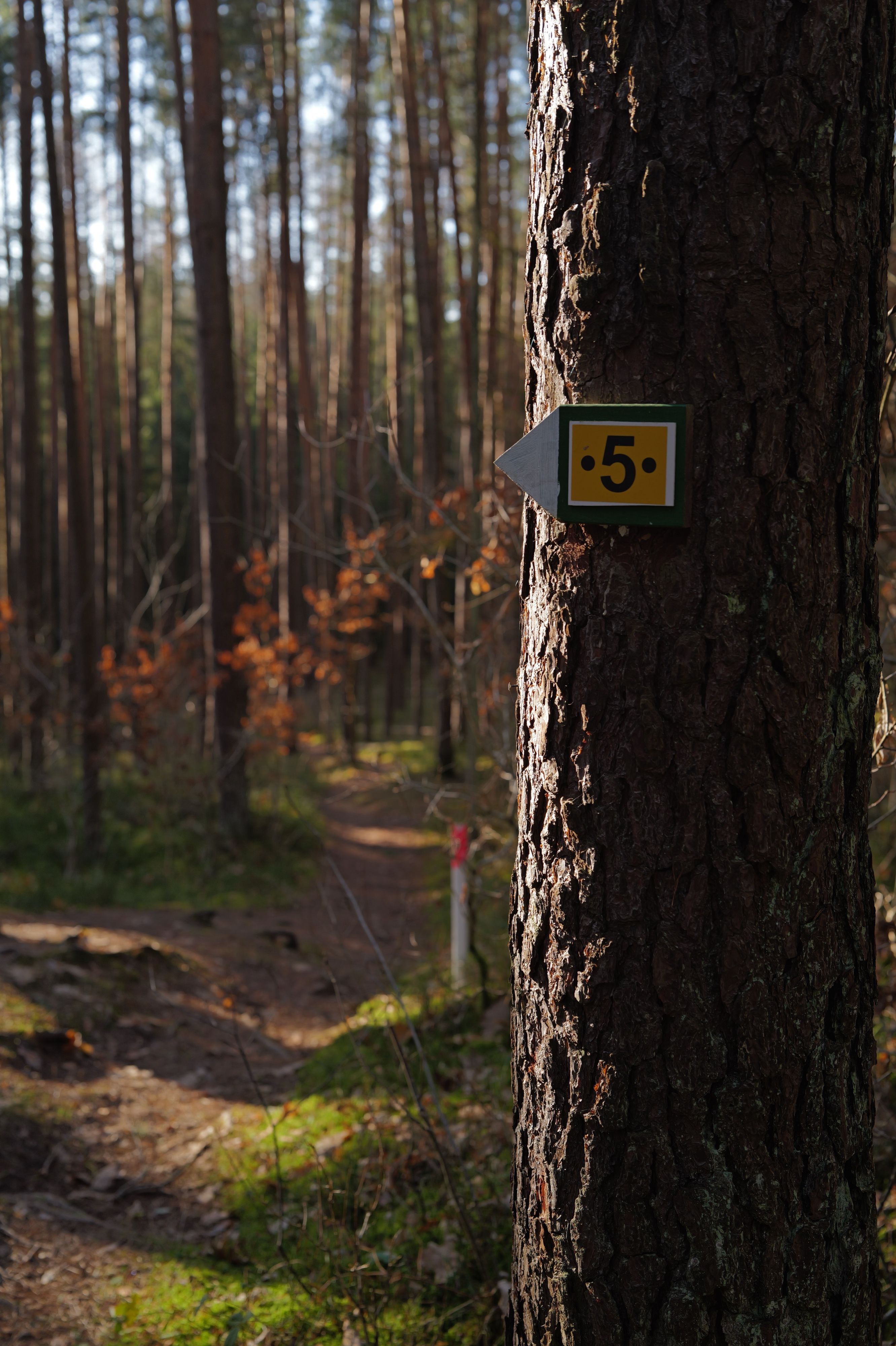 Sulzbach-Rosenberg — 5
